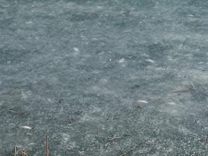 Polar researchers observe and record wildlife behaviour on a section of transitional sea ice during a summer field campaign